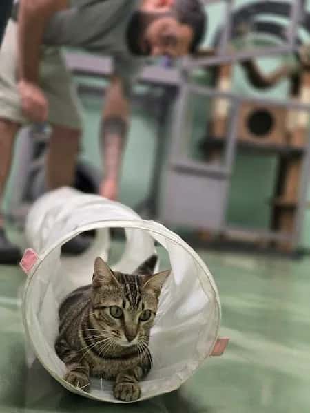 The Kitty Beautiful — venue photo 5