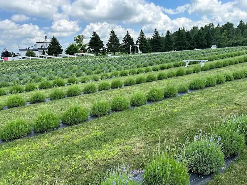 Lavande Braydale Lavender Farm — venue photo 2