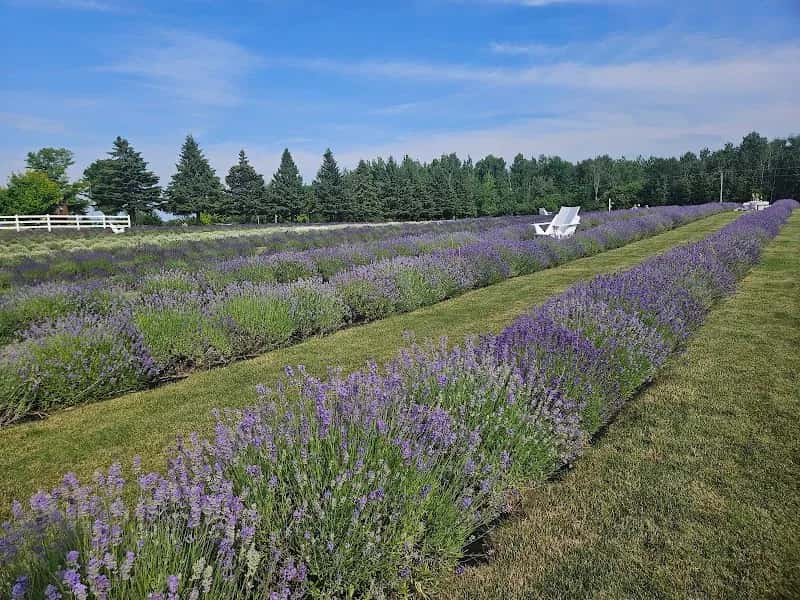 Lavande Braydale Lavender Farm — venue photo 3