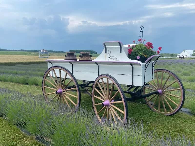 Lavande Braydale Lavender Farm — venue photo 4