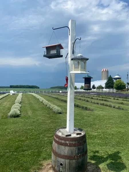 Lavande Braydale Lavender Farm — venue photo 5