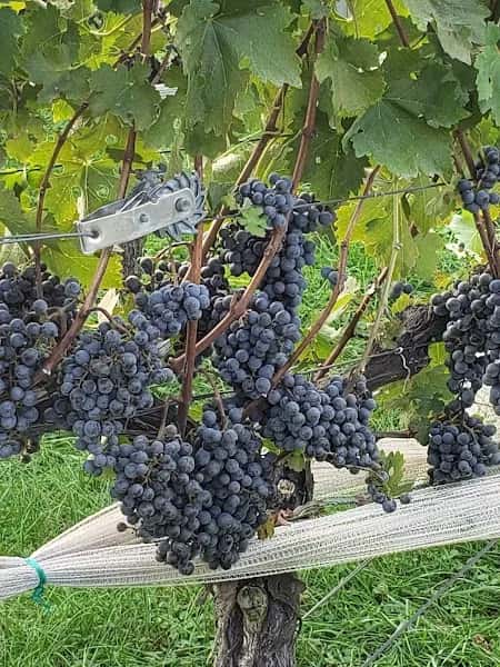 Two Twisted Posts Winery — venue photo 4