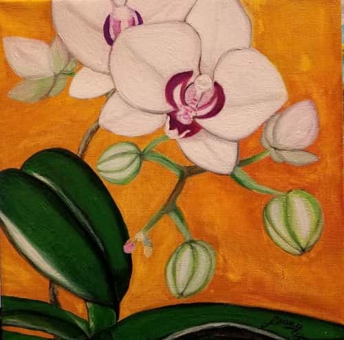 Blooming Orchid