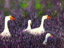 Geese in Lavender Field thumbnail view