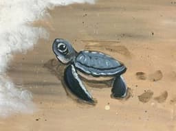 Frank the Turtle thumbnail