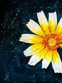 Half Crown Daisy thumbnail view