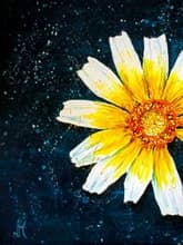 Half Crown Daisy thumbnail