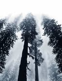 Forest Mist thumbnail view