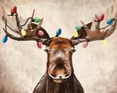 Moosemas Lights thumbnail