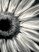 Sunflower Noir thumbnail view
