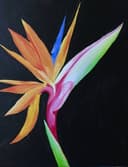 Colorful Bird of Paradise thumbnail view