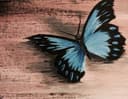 Cool Blue Butterfly thumbnail view