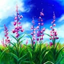 Fireweed Fantasia  thumbnail view