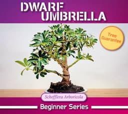 Dwarf Umbrella thumbnail