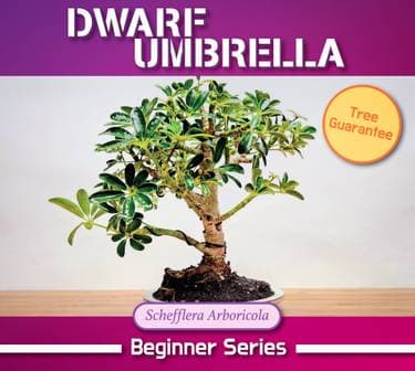 Dwarf Umbrella - Paint and sip event at Progression Brewing in Northampton, MA - PaintNite.com