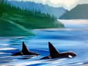 Coastal Orcas thumbnail view