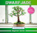 Dwarf Jade thumbnail view