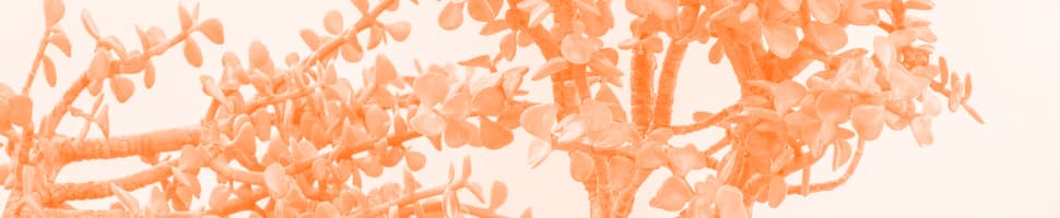 Red White & Brew banner