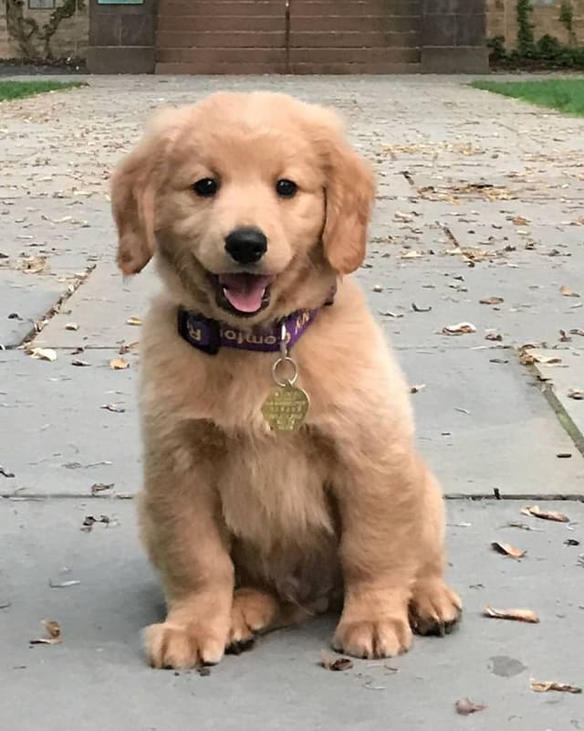 Yogita Gaikwad PC, Paint Nite artist in Philadelphia