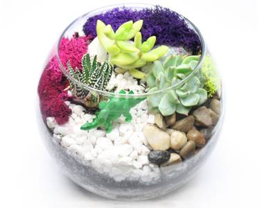 Succulent Terrarium in Rose Bowl at Momo's Sport Bar and Grill Too (Bayport) — Painting