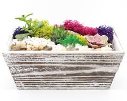 Succulent Terrarium in Distressed Wood Tapered Rectangle thumbnail
