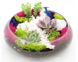 Succulent Garden in Glass Lily Bowl thumbnail