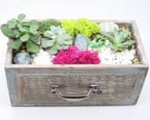 Succulent Terrarium in Wooden Drawer thumbnail