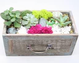 Succulent Terrarium in Wooden Drawer thumbnail
