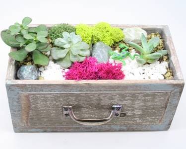 Succulent Terrarium in Wooden Drawer - Paint and sip event at Craley's Lock Company in Columbus, OH - PaintNite.com