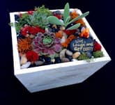 WHITE WASHED WOOD TERRARIUM thumbnail