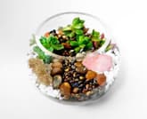 Glass Rose Bowl Succulent Terrarium with Rose Quartz Crystal thumbnail
