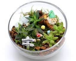 Succulents in Slope Bowl - Woodland Gnome Garden thumbnail