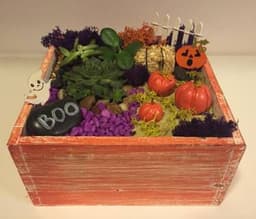 Pumpkin Patch Succulent Terrarium thumbnail
