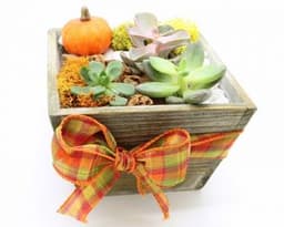Succulents in light wood tapered square w/ autumn ribbon thumbnail