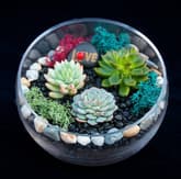 Beautiful Succulent Slope Bowl thumbnail