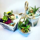 Plant Nite "buffet"- Choose Your Project! thumbnail