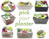 Pick Your Planter Succulents! Assortment for Choosing thumbnail