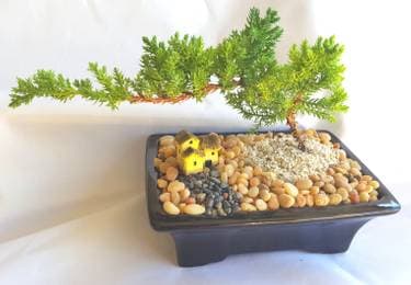 BONSAI TREE - Juniper Bonsai Tree for Beginners - Paint and sip event at Grafted Cellars Winery in Vista, CA - PaintNite.com