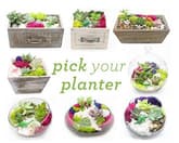Pick Your Planter! Succulents with Wood and Glass Assortment thumbnail