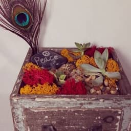 Succulent Terrarium With Peakock Feather thumbnail