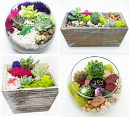 Succulent Garden in Wood Box or Glass Container. You Pick the Design thumbnail