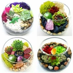 Design Your Own Succulent Garden in Glass Container thumbnail