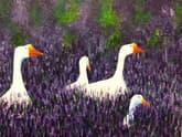 Geese in Lavender Field thumbnail