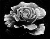Dewy Rose Black and White thumbnail