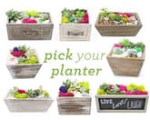 Pick Your Planter! Succulents with Choice of Wood Planter thumbnail