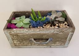 Wooden Drawer with Succulents thumbnail