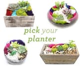 Succulent Terrarium in Glass or Wood Container. Pick Your Planter. thumbnail