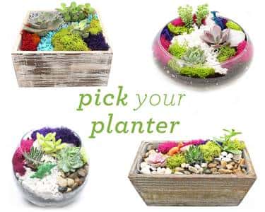 Succulent Terrarium in Glass or Wood Container. Pick Your Planter.