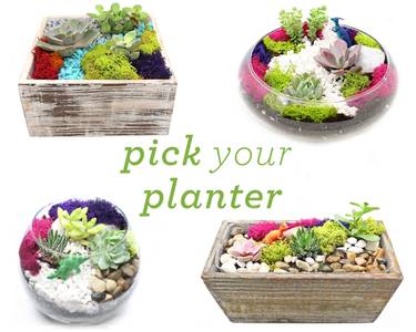 Plant Nite: Succulent Terrarium in Glass or Wood Container. Pick Your Planter. — Painting