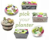 Pick Your Planter (Premium) Succulent Terrarium thumbnail